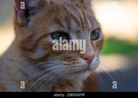 Nahaufnahme einer Tabby cat Stockfoto