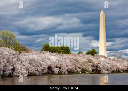 Washington Monument und Kirschblüten um Tidal Basin, Washington, D.C. Stockfoto