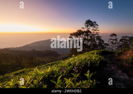 Wunderschöner Sonnenaufgang über Hügeln mit Teeplantagen in der Nähe von Haputale in Sri Lanka. Stockfoto