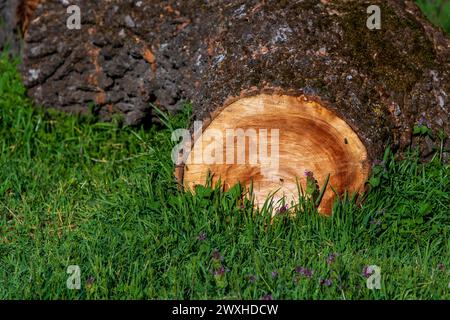 Die Wandteppiche der Natur. Nahaufnahme von Baumstamm und frischem grünem Gras im Frühling. Stockfoto