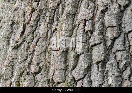 Nahaufnahme Quercus Cerris Bark In Amsterdam, Niederlande 19-3-2024 Stockfoto
