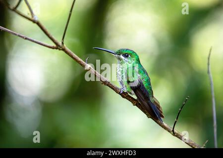 Wunderschönes erwachsenes Weibchen eines grün gekrönten brillanten Kolibris (Heliodoxa jacula), der auf einem Zweig in einem Nebelwald von Monteverde, Costa rica, sitzt Stockfoto