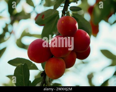 Nahaufnahme reifer, roter Pflaumen auf einem Baumzweig, umgeben von leuchtend grünen Blättern. Ideal für Inhalte im Zusammenhang mit ökologischem Landbau und frischen Produkten. Stockfoto