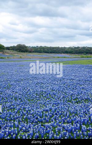 Field of Bluebonnets im Grelle Recreation Area in Spicewood, Texas Stockfoto