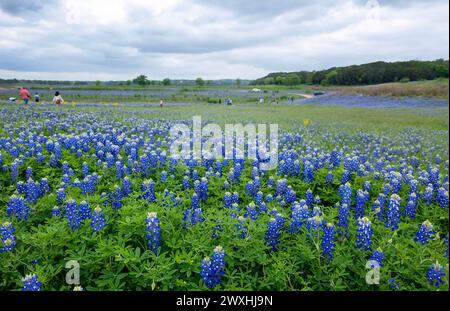 Muleshoe Bend, Spicewood, Texas, Bluebonnets Stockfoto