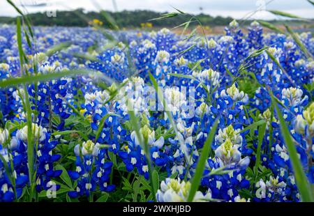 Muleshoe Bend, Spicewood, Texas, Bluebonnets Stockfoto