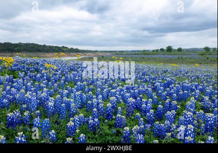 Muleshoe Bend, Spicewood, Texas, Bluebonnets Stockfoto