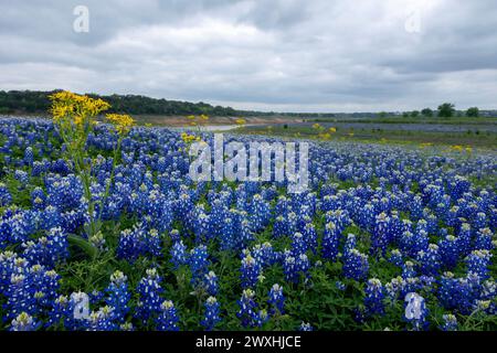 Muleshoe Bend, Spicewood, Texas, Bluebonnets Stockfoto