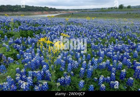 Muleshoe Bend, Spicewood, Texas, Bluebonnets Stockfoto