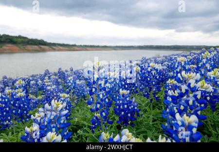 Muleshoe Bend, Spicewood, Texas, Bluebonnets Stockfoto