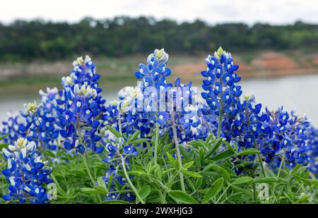 Muleshoe Bend, Spicewood, Texas, Bluebonnets Stockfoto