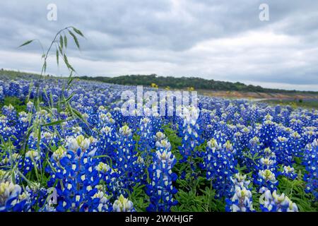 Muleshoe Bend, Spicewood, Texas, Bluebonnets Stockfoto