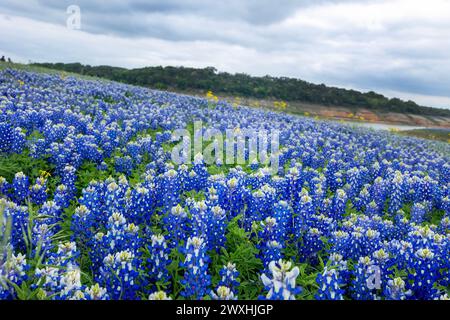 Muleshoe Bend, Spicewood, Texas, Bluebonnets Stockfoto