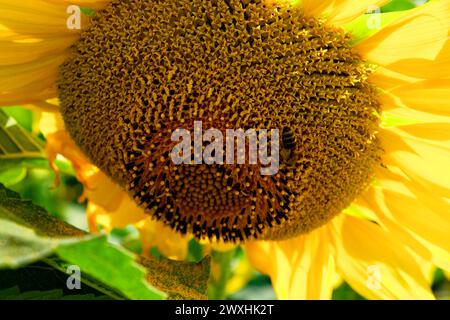 Eine detaillierte Ansicht einer Biene, die Nektar aus den Samen in der Mitte einer blühenden Sonnenblume extrahiert. Stockfoto