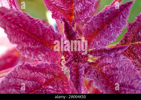 Bunte Blätter mit einer Mischung aus roten und violetten Tönen. Stockfoto