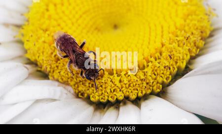 Bestäubungsprozess: Detailliertes Bild einer Biene auf einer Blume, das das Wesen der Bestäubung einfängt. Stockfoto