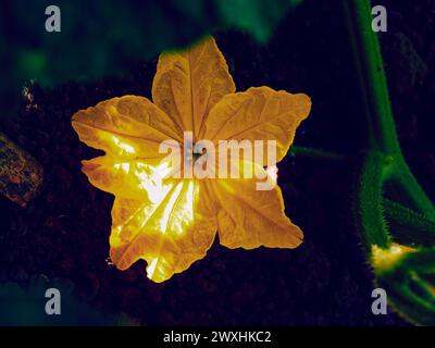 Das Bild zeigt die detaillierte Textur einer einzelnen gelben Blume und ihren grünen Stiel. Stockfoto