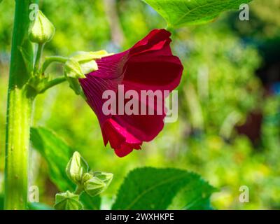 Eine rote Blume blüht, ihre Blütenblätter zeigen komplizierte Texturen, grüne Knospen und Blätter umgeben sie. Stockfoto