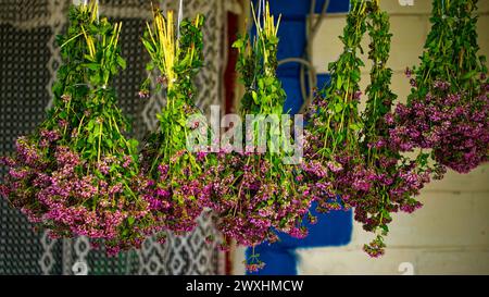 Purpurne Blüten hängen kopfüber, mit Schnur gebunden, und zeigen eine traditionelle Methode des Trocknens von Blumen; eine ruhige und natürliche Atmosphäre ist ev Stockfoto