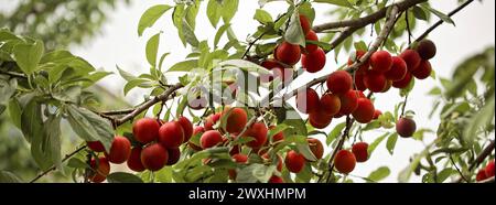 Die reichhaltige Farbpalette der Natur: Tiefrote Pflaumen vor einem Hintergrund lebhafter grüner Blätter. Stockfoto