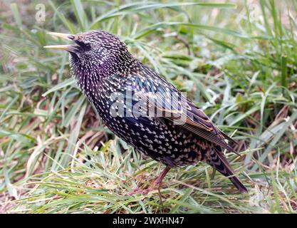 Stern, Etourneau sansonnet, Sturnus vulgaris, Seregély, Ungarn, Magyarország, Europa Stockfoto