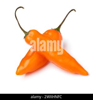 Paar rohe peruanische Aji Amararillo Paprika nahe oben isoliert auf weißem Hintergrund Stockfoto