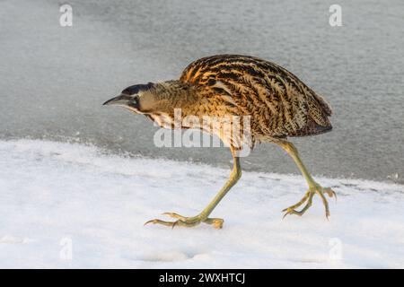 Herrliche Bitterkeit auf gefrorenem und verschneiten Teich, Naturschutzgebiet, Neuchâtel See, Schweiz Stockfoto