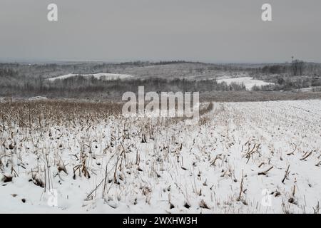 Ländliche Landschaft im Winter, Feld mit Maisstielen und Wald bedeckt mit Schnee und Frost Stockfoto