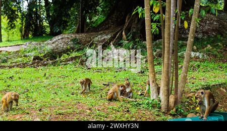 Makaken auf dem Gras in Peradeniya Royal Botanic Gardens in der Nähe der Stadt Kandy, Sri Lanka. Breites Foto. Stockfoto