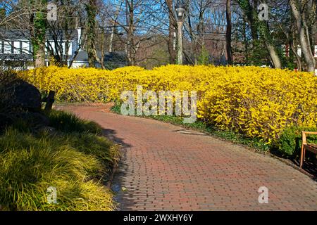 Eine gelbe Linie von Forsythia-Sträuchern in einem frühen Frühjahrs-Wachstumsschub, an einem klaren und sonnigen Nachmittag -02 Stockfoto