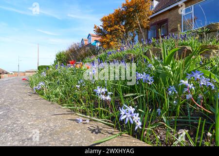 Frühlingsblumen in einem vorderen Gartenrand Stockfoto