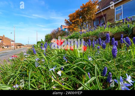 Frühlingsblumen in einem vorderen Gartenrand Stockfoto