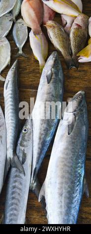 Fischerei an der Küste Sri Lankas. Fisch auf einem Straßenmarkt verkaufen. Vertikales Foto. Stockfoto