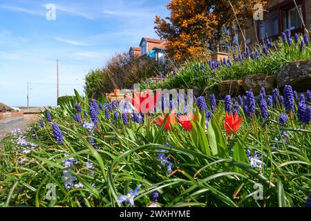 Frühlingsblumen in einem vorderen Gartenrand Stockfoto