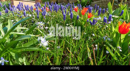 Frühlingsblumen in einem vorderen Gartenrand Stockfoto