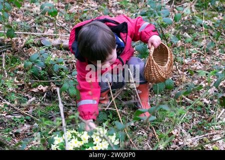 Ostereierjagd Kinder Kind mit Korb Schokolade Ostereier in Carmarthenshire Wales 31 März Garten 2024 Großbritannien KATHY DEWITT Stockfoto