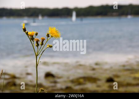 Sowthistle in Chichester Marina in West Sussex Stockfoto