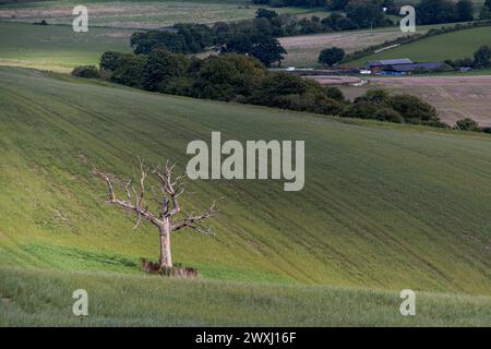 Ein toter Baum auf einem Feld in der Nähe von Amberley Stockfoto