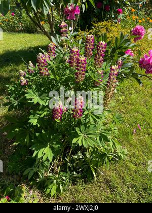 Lupinen mit lila Pink farbenen Blüten im Sonnenlicht Stockfoto