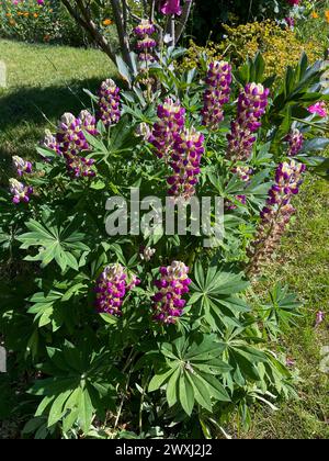 Lupinen mit lila Pink farbenen Blüten im Sonnenlicht Stockfoto