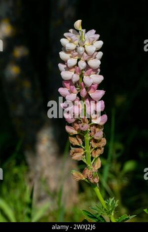 Lupinen mit lila Pink farbenen Blüten im Sonnenlicht Stockfoto