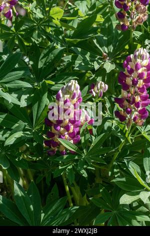 Lupinen mit lila Pink farbenen Blüten im Sonnenlicht Stockfoto