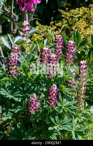 Lupinen mit lila Pink farbenen Blüten im Sonnenlicht Stockfoto