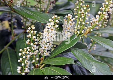 Neophyten und ungeeignete Gartenpflanzen Knospen und Blte des giftigen  Kirschlorbeer, auch Lorbeerkirsche genannt, als Sichtschutz in Form einer  Heckenpflanze, der als invasiver Neophyt eingestuft ist. *** Neophyten und  ungeeignete Gartenpflanzen ...