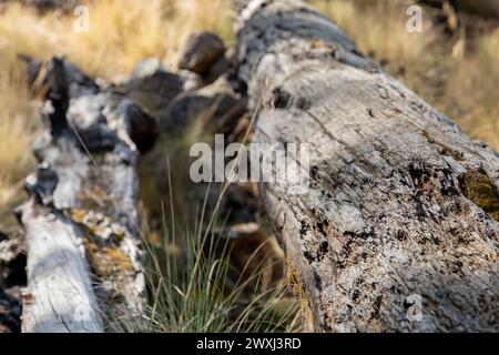 Ein alter Baumstamm, der mitten im Wald liegt und den Lauf der Zeit zeigt. Stockfoto