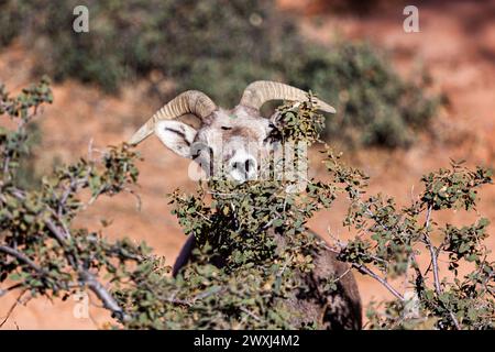 Ein junges Dickhornschaf isst Blätter aus einem Wüstenbusch in der Nachmittagssonne im Zion National Park, Utah. Stockfoto