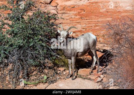 Ein junges Dickhornschaf isst Blätter aus einem Wüstenbusch in der Nachmittagssonne im Zion National Park, Utah. Stockfoto