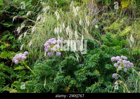 Neuseeland, Subantarktische Inseln, Auckland Island, Musgrave Inlet. Anisotome latifolia, alias Campbell Island Karotte, endemischer Megaherb. Stockfoto