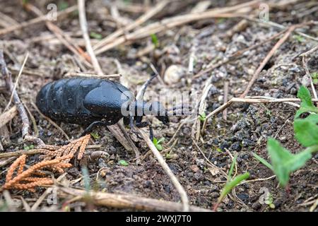 Schwarzblauer Ölkäfer Meloe proscarabaeus. Schwarzblauer Ölkäfer Meloe proscarabaeus. 20240331MIC0152 *** Schwarzblauölkäfer Meloe proscarabaeus Schwarzblauölkäfer Meloe proscarabaeus 20240331MIC0152 Stockfoto