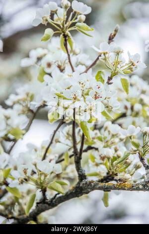 31.03.2024, Handenberg, AUT, unterwegs in Oberösterreich, Symbolbild, Frühling, Themenbild, Verschiedene Früchte, Blütezeit, im Bild Kirschbaum bei der Blüte, *** 31 03 2024, Handenberg, AUT, auf der Straße in Oberösterreich, Symbolbild, Frühling, Themenbild, verschiedene Früchte, Blütezeit, im Bild Kirschbaum in Blüte, Stockfoto